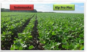 KPP Testemunha